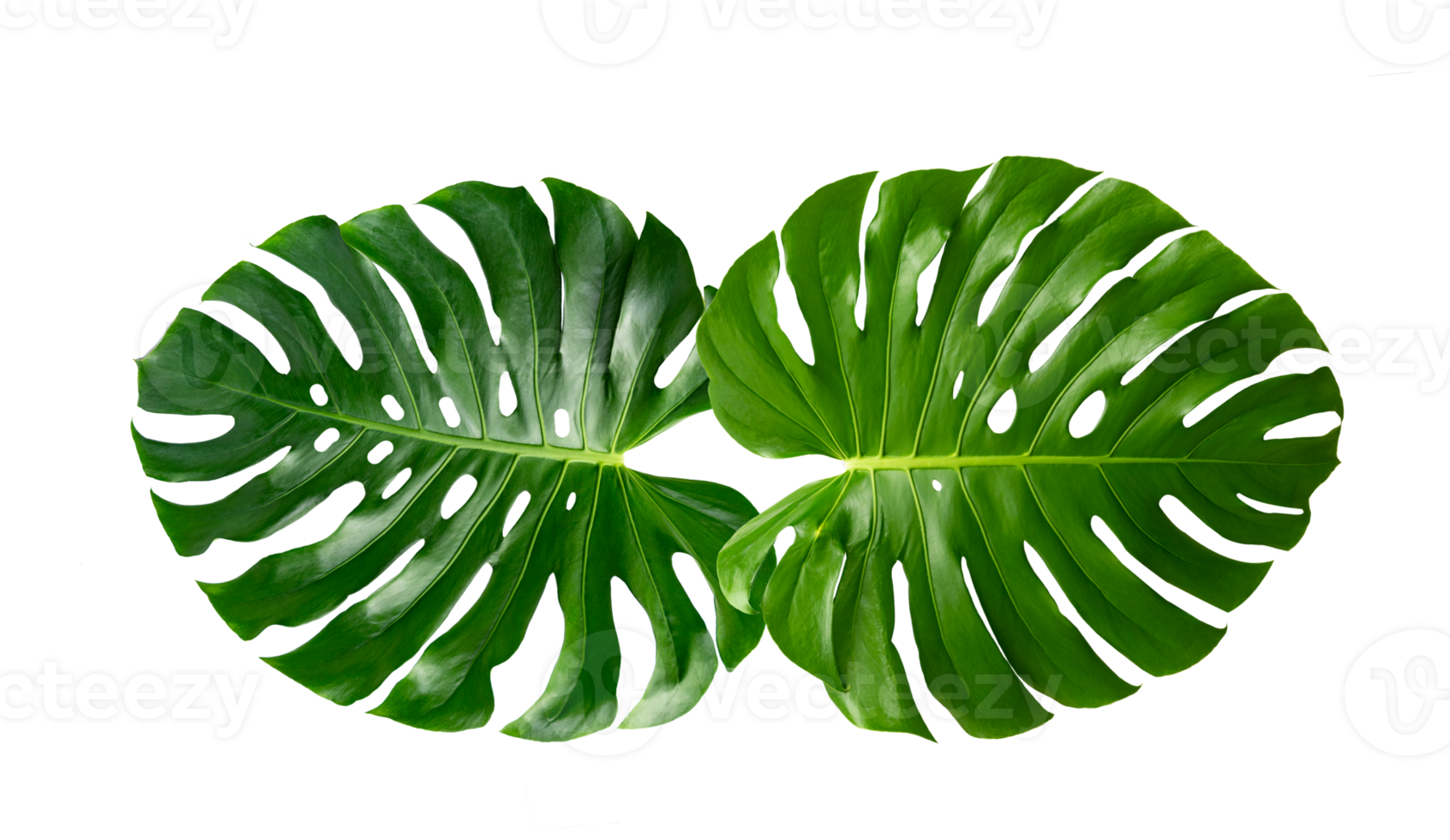 Monstera leaves leaves with Isolate  Leaves on transparent background PNG file