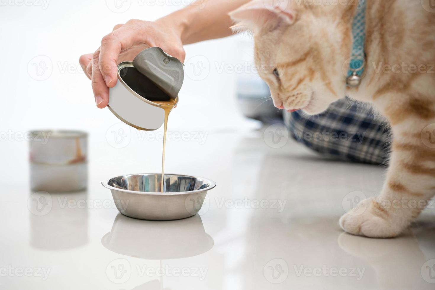 Close up hand women pour the soup into the container and feed the cat for to eat and a silver American shorthair cat is walking to a healthy meal , Feeding healthy food for pets photo