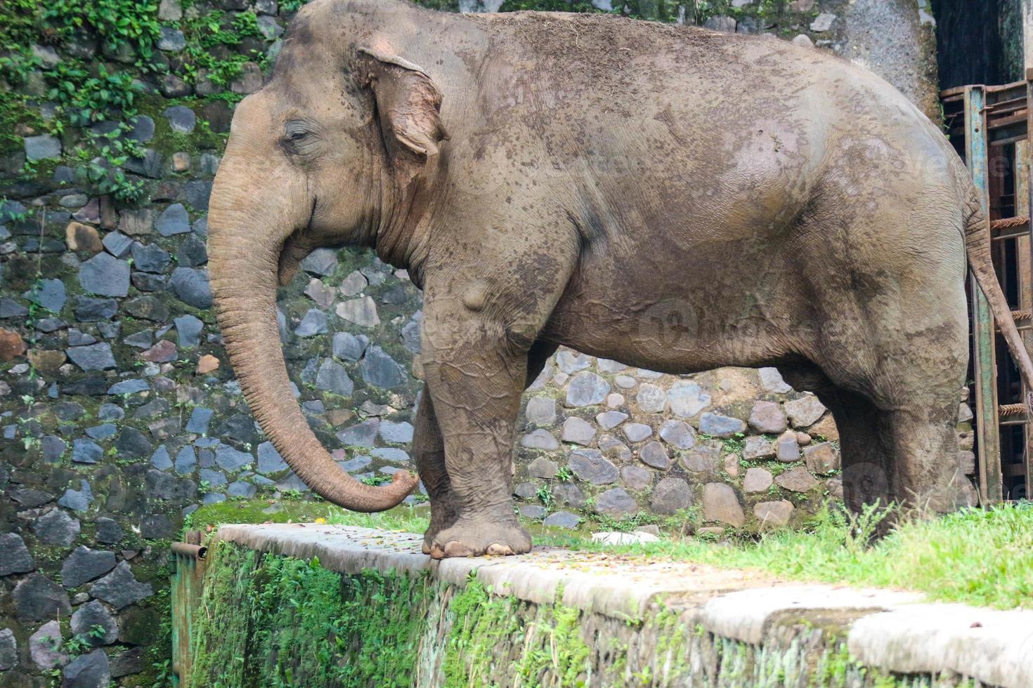 Sumatran elephant Elephas maximus sumatranus in the Ragunan Wildlife Park or Ragunan Zoo photo