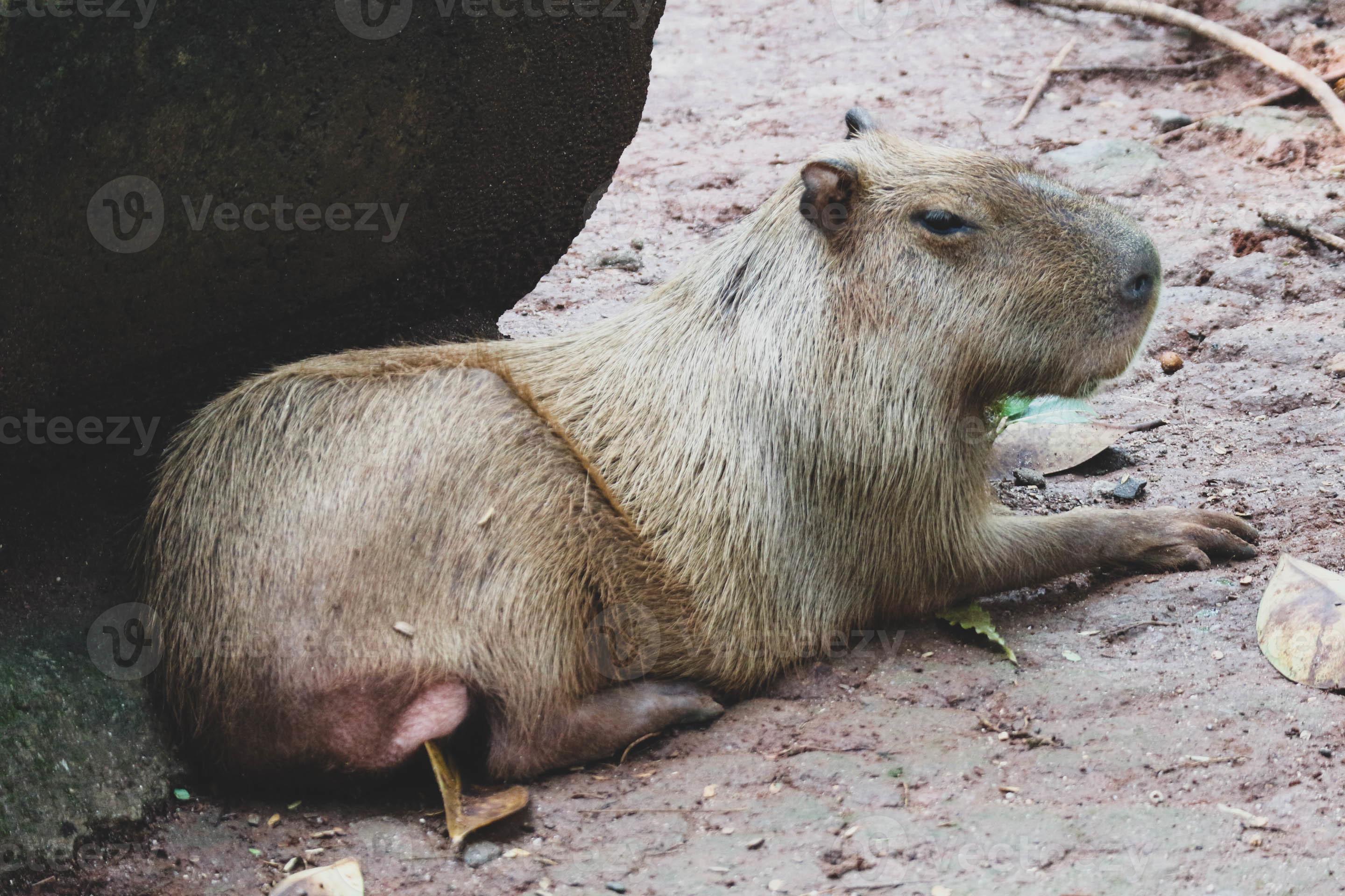 Capybara Hydrochoerus hydrochaeris at Ragunan Zoo, Jakarta. 13932038