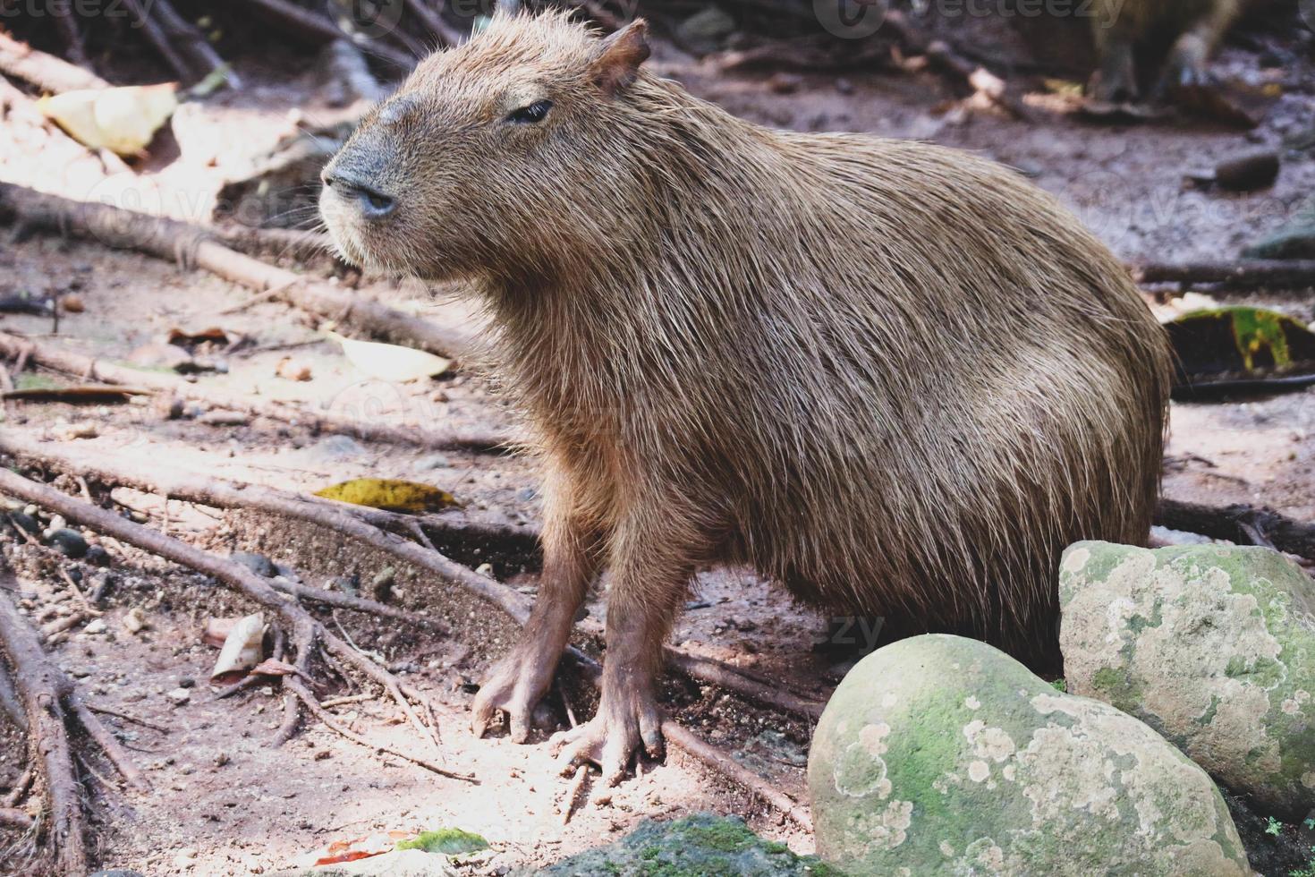 capybara hydrochoerus hydrochaeris en el zoológico de ragunan, yakarta. foto