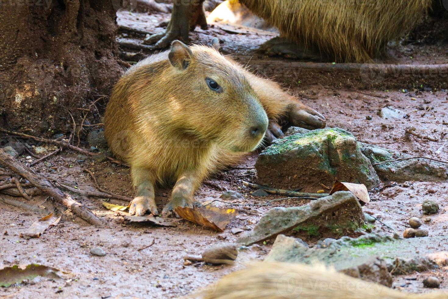 Capybara Hydrochoerus hydrochaeris at Ragunan Zoo, Jakarta. photo
