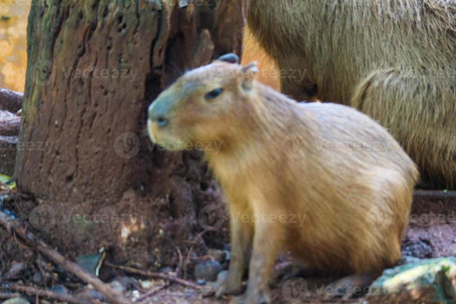 Capybara Hydrochoerus hydrochaeris at Ragunan Zoo, Jakarta. 13932038 Stock  Photo at Vecteezy