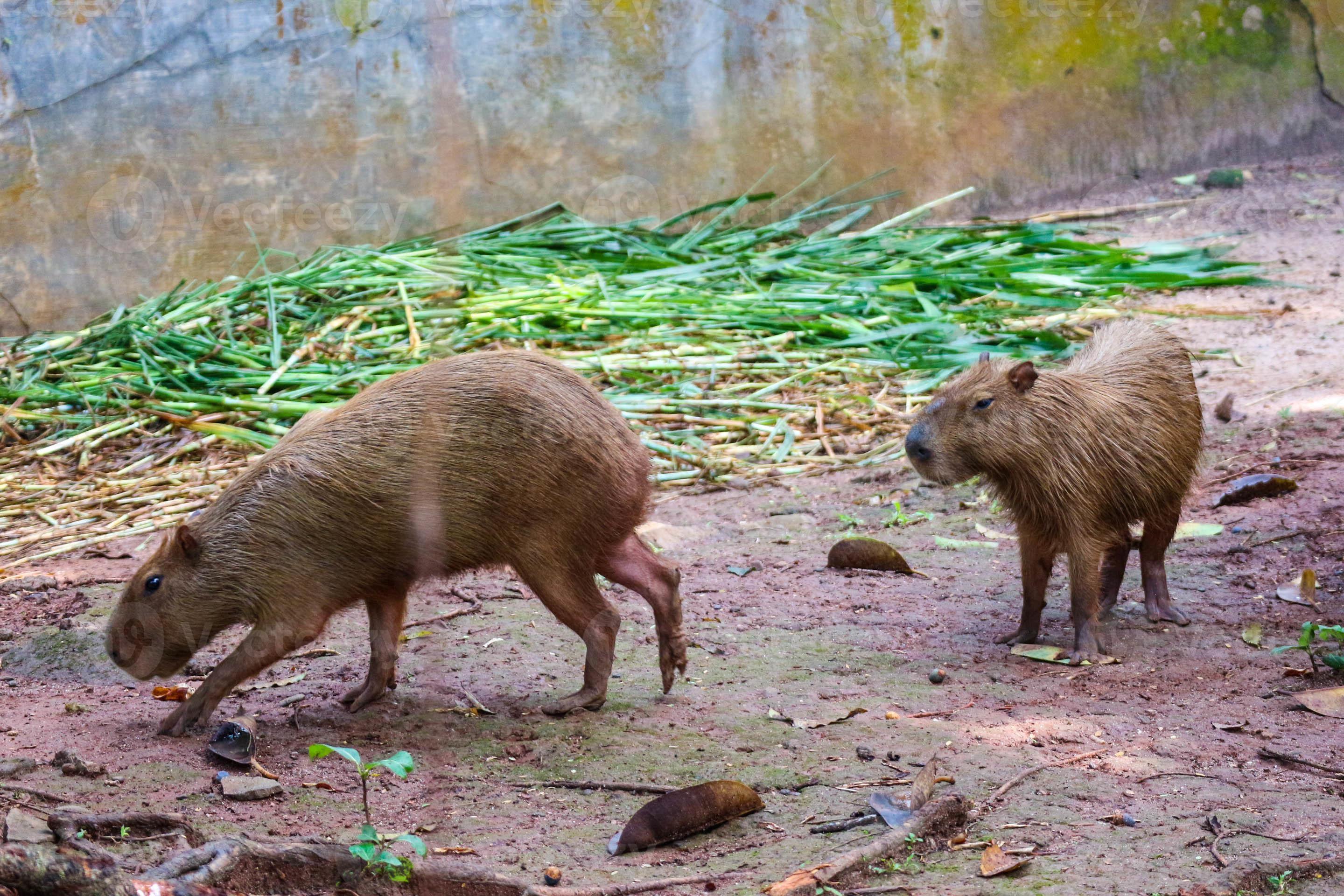 Capybara Hydrochoerus hydrochaeris at Ragunan Zoo, Jakarta. 13932038 Stock  Photo at Vecteezy