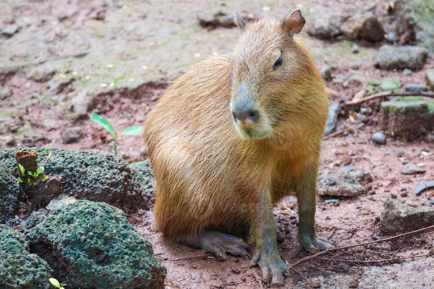 capybara hydrochoerus hydrochaeris en el zoológico de ragunan, yakarta. foto