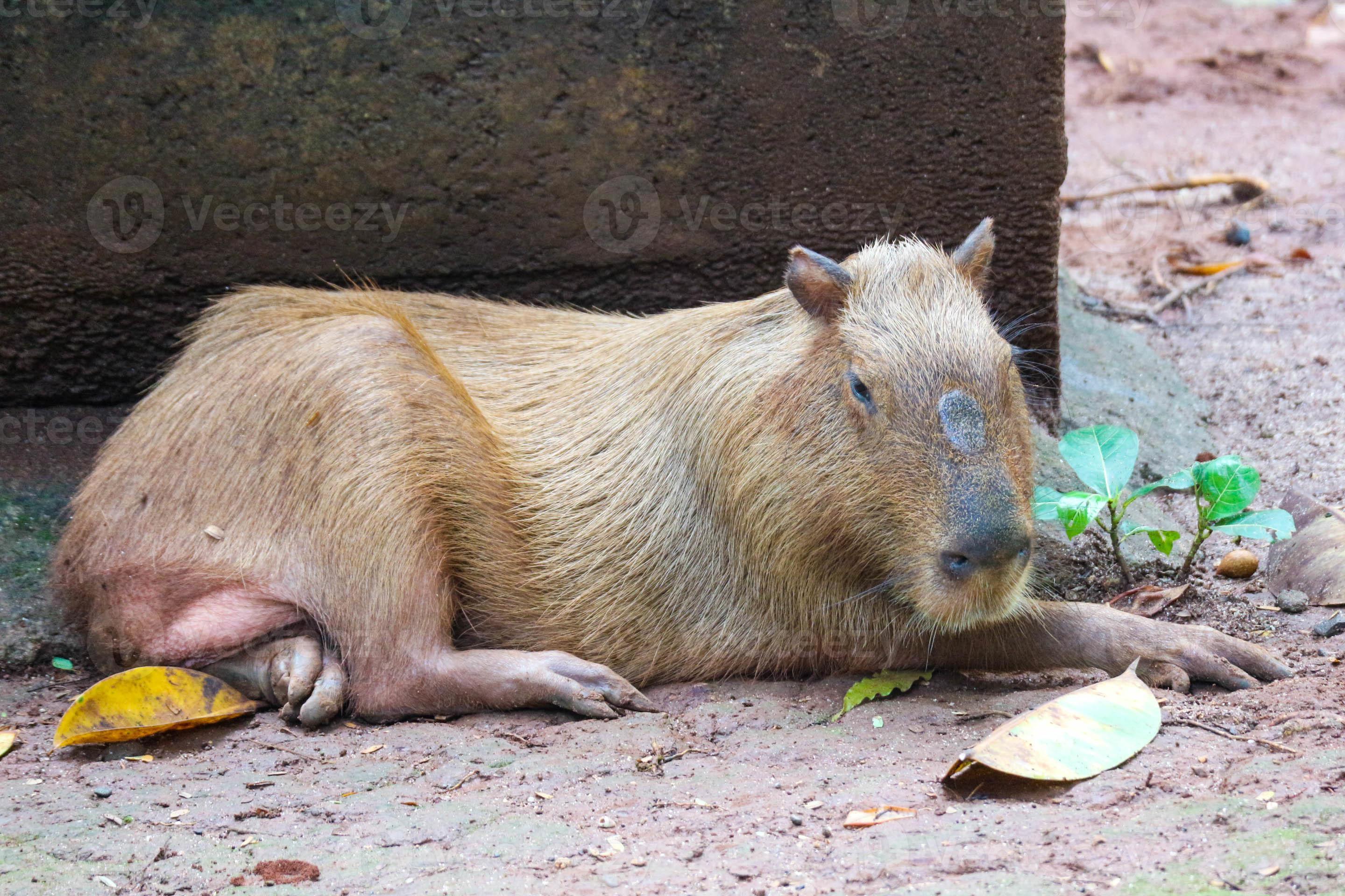 Capybara Hydrochoerus hydrochaeris at Ragunan Zoo, Jakarta. 13932038 Stock  Photo at Vecteezy