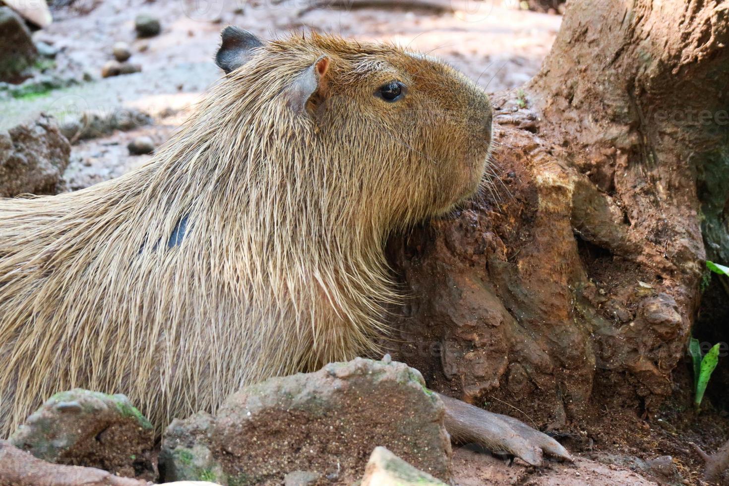 Capybara Hydrochoerus hydrochaeris at Ragunan Zoo, Jakarta. photo