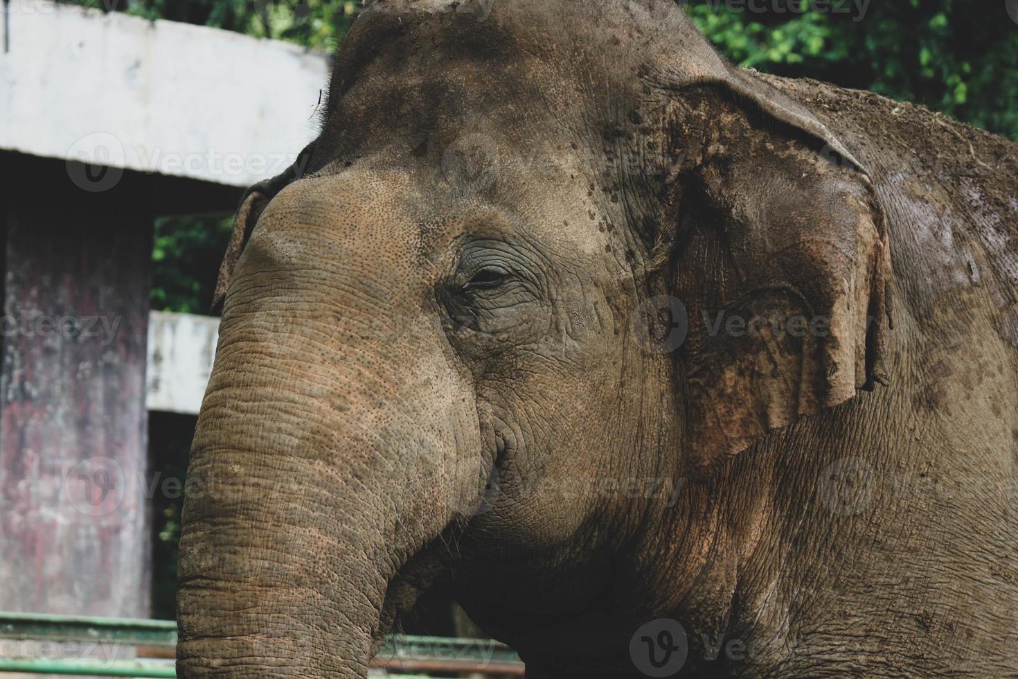 foto de cerca del elefante de sumatra elephas maximus sumatranus en el parque de vida silvestre de ragunan o en el zoológico de ragunan