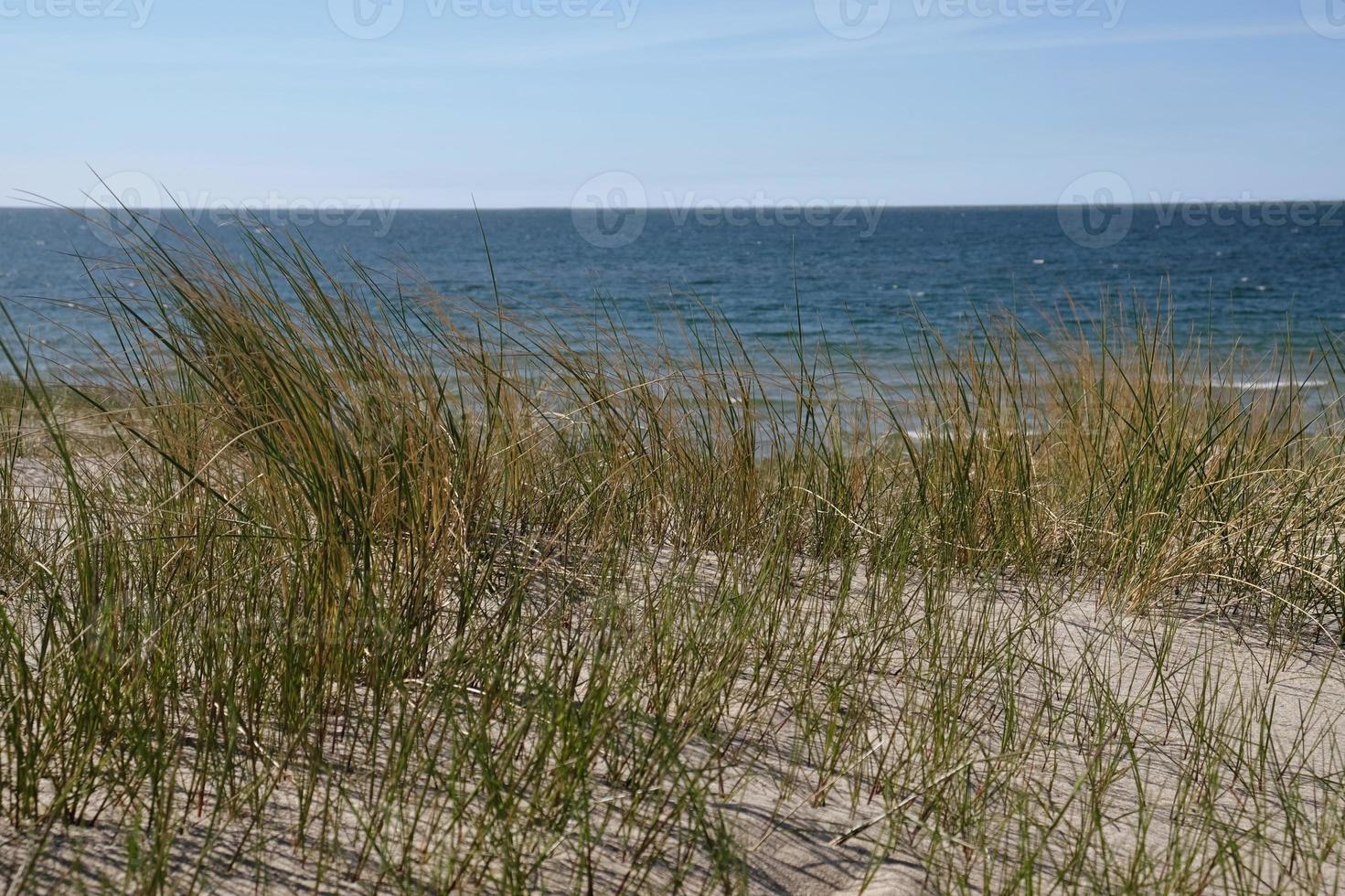 Sand dunes on the shore of the Baltic Sea. Marram grass growing in the sand. Landscape with beach sea view, sand dune and grass. photo