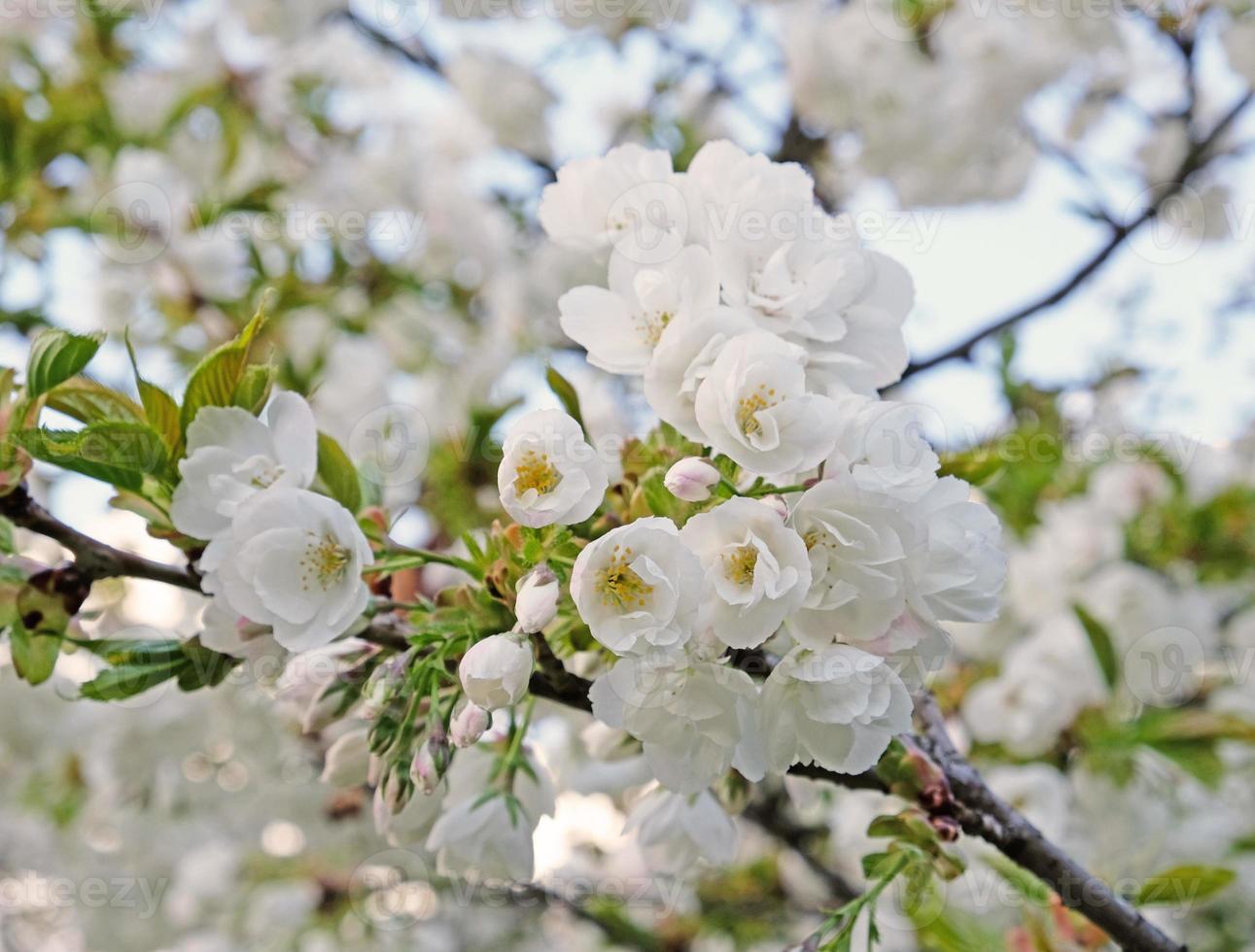 Branch of blooming white flowers of cherry plum tree in early spring. Amazing natural floral spring banner or greeting card, postcard, poster. Selective focus photo