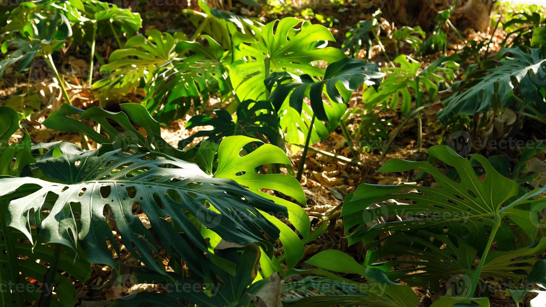 Green leaves of plant Monstera grows in wild climbing tree jungle, rainforest plants evergreen vines bushes. Tropical jungle foliage pattern concept background. photo