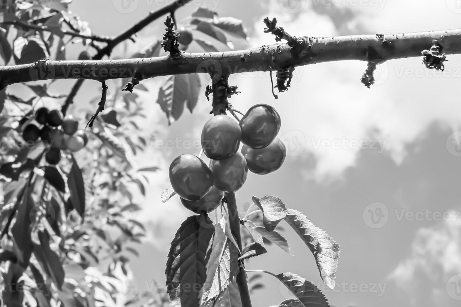 fotografía sobre el tema hermosa fruta rama cerezo foto