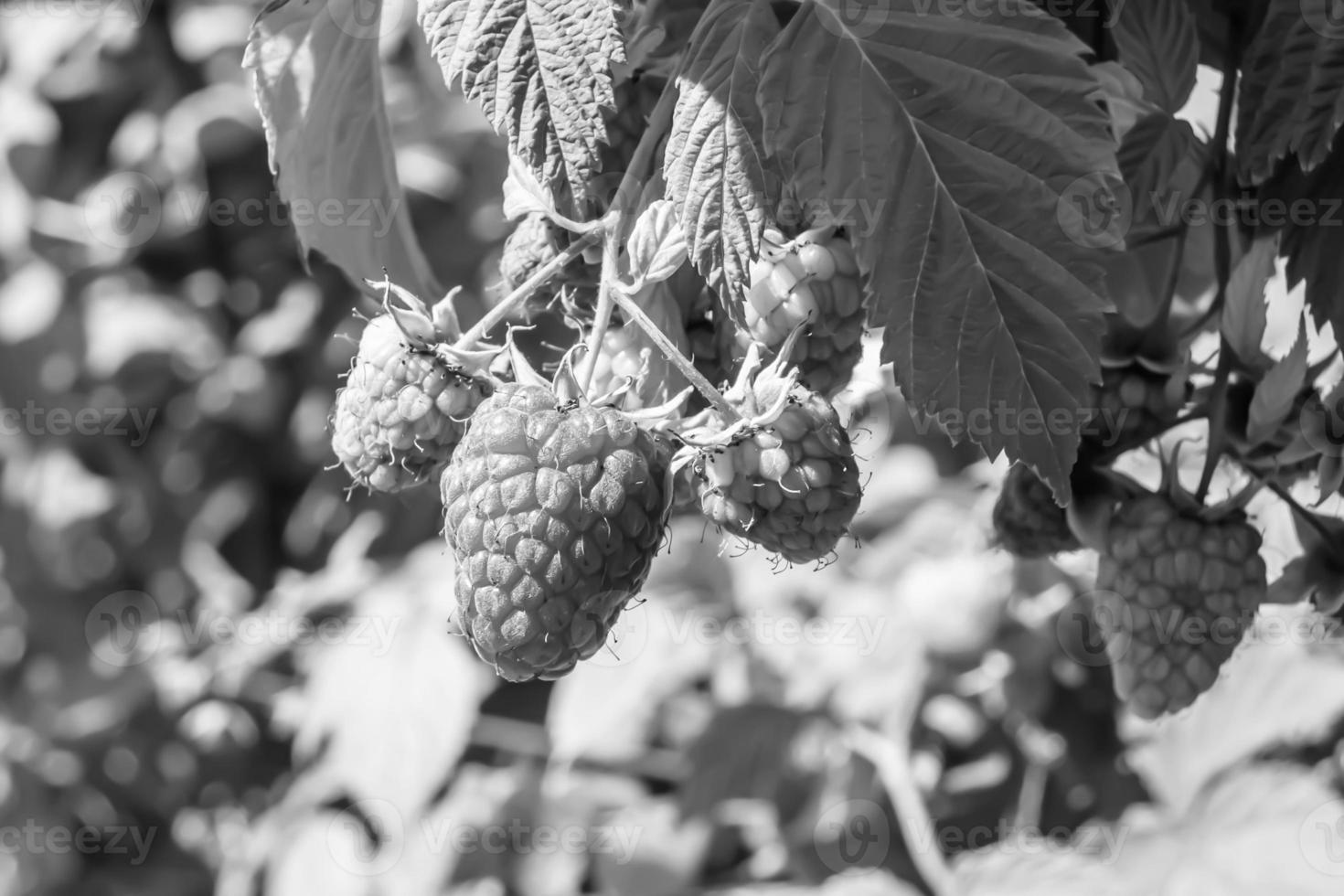 Photography on theme beautiful berry branch raspberry bush photo