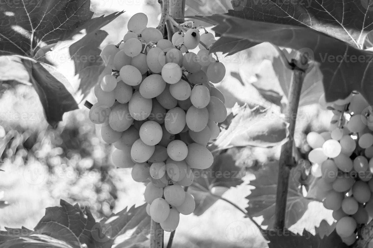 Photography on theme beautiful berry branch grape bush photo