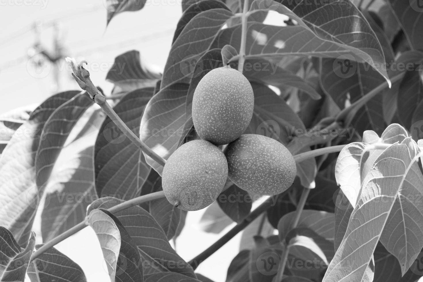 Photography on theme beautiful nut branch walnut tree photo