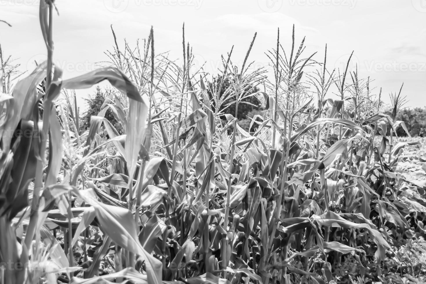 Photography to theme large beautiful harvest corn photo