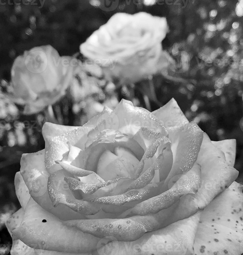 Bouquet wildflowers prickly rose blooming in garden photo