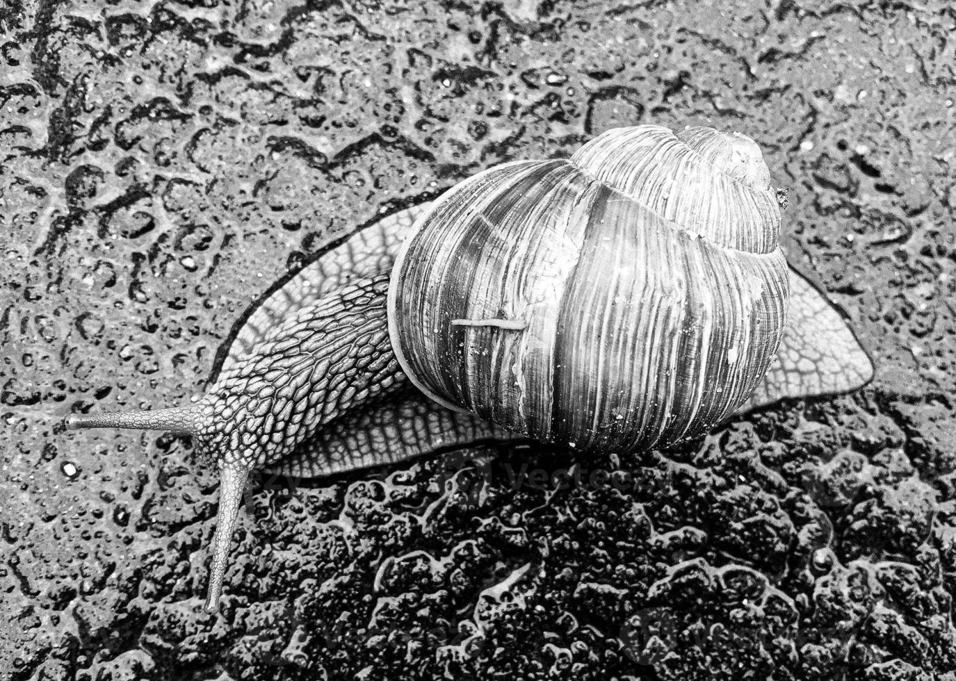 Big garden snail in shell crawling on wet road hurry home photo