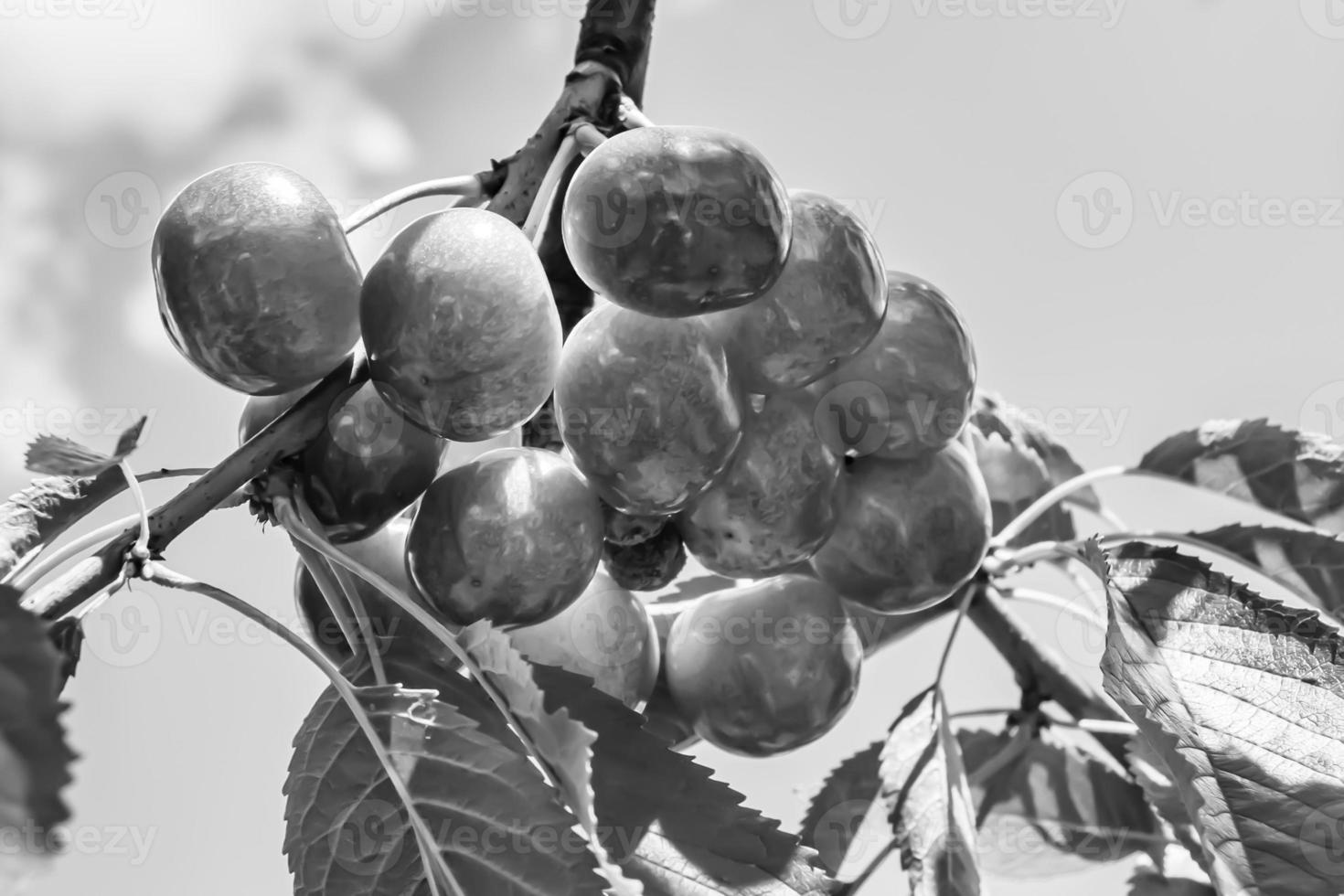 Photography on theme beautiful fruit branch cherry tree photo