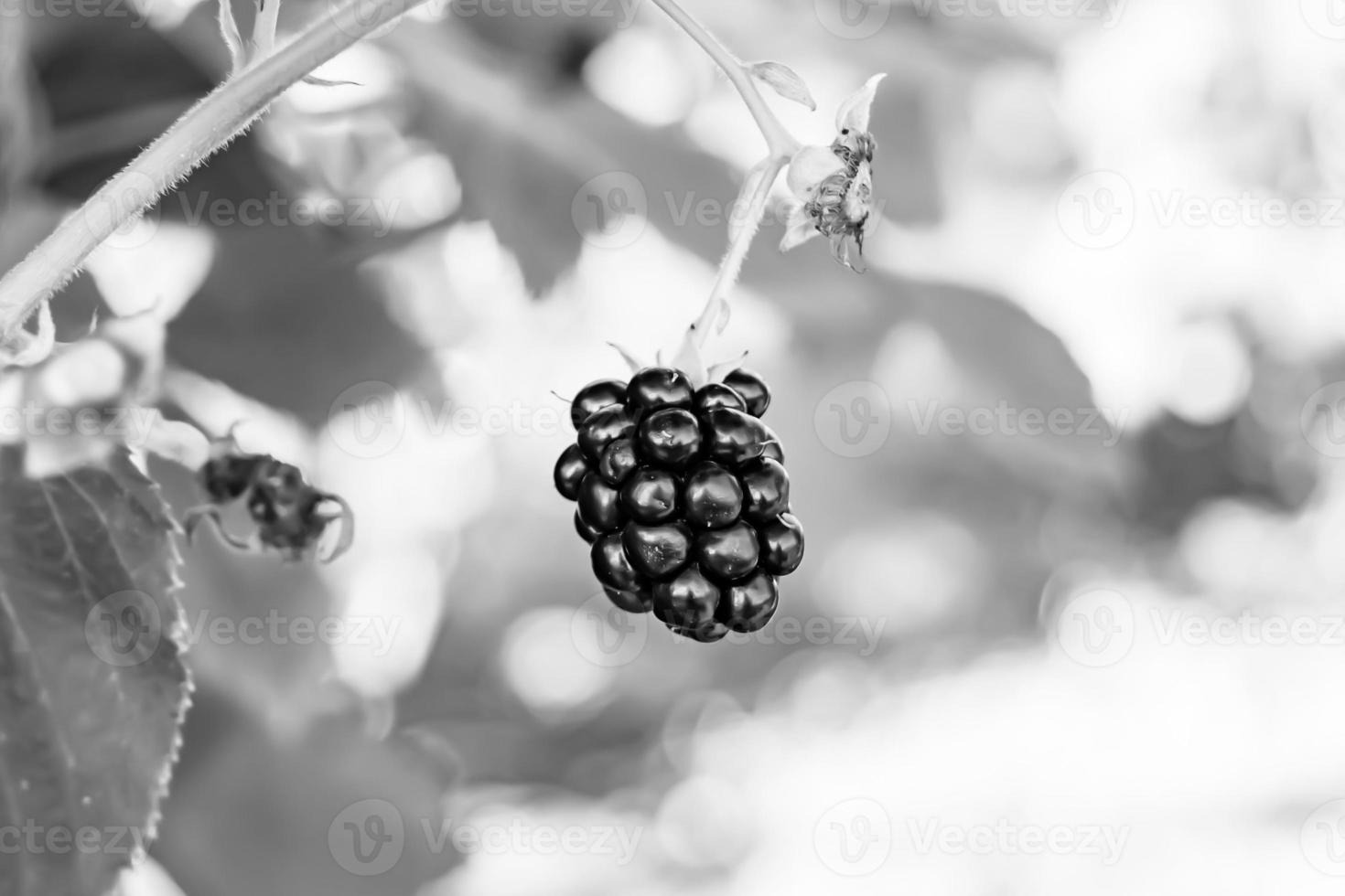 Photography on theme beautiful berry branch blackberry bush photo