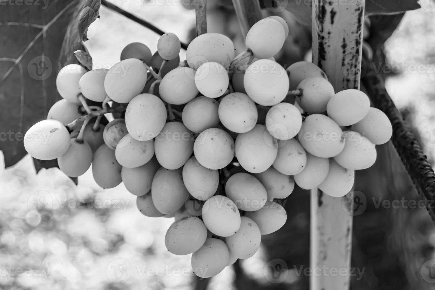 fotografía sobre el tema hermosa baya rama uva arbusto foto