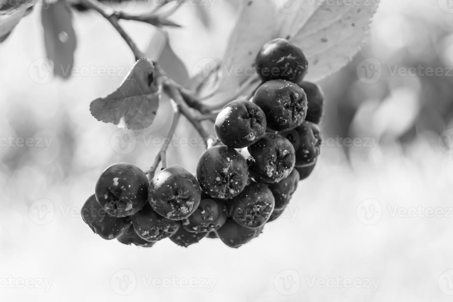 Photography on theme beautiful berry branch aronia bush photo