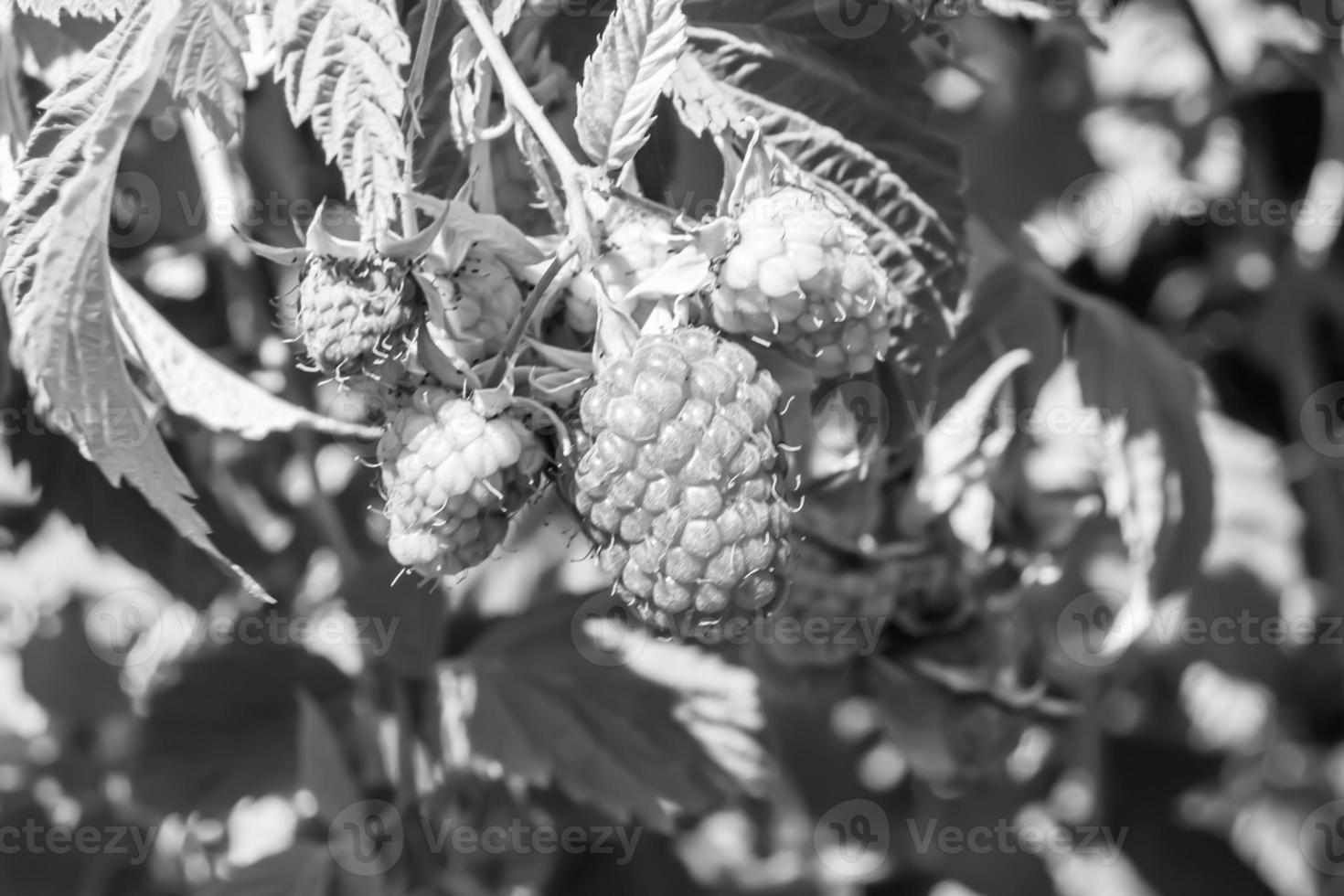 Photography on theme beautiful berry branch raspberry bush photo