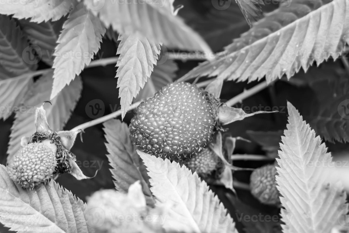 Beautiful berry branch japanese strawberry bush photo