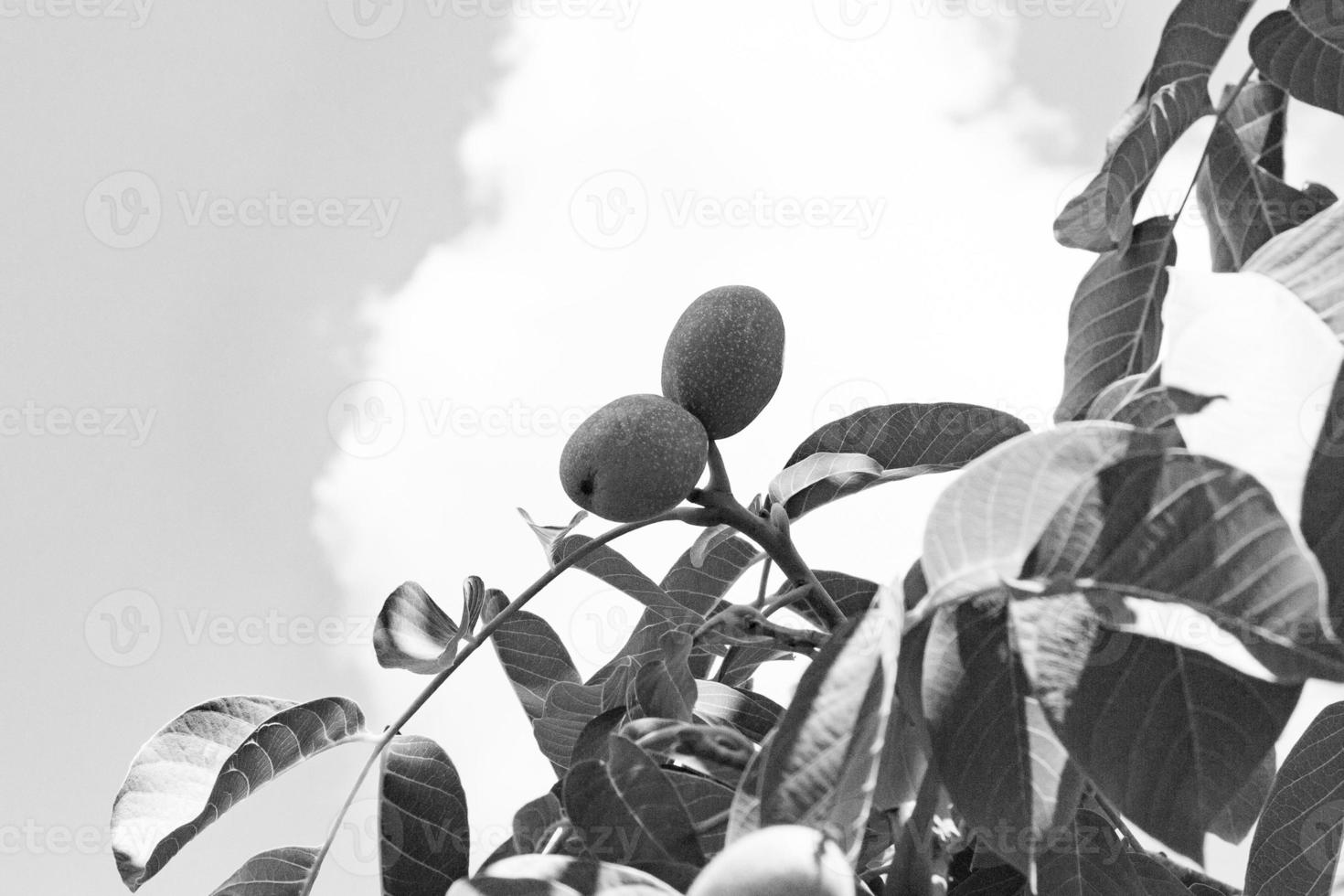 Photography on theme beautiful nut branch walnut tree photo