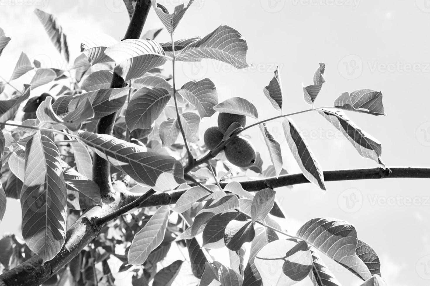 Photography on theme beautiful nut branch walnut tree photo