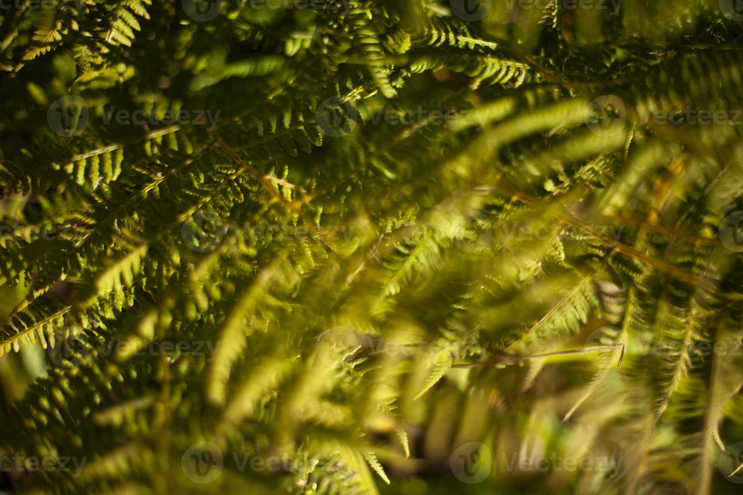 Fern in summer. Green plant in forest. Fern texture. Stems and leaves. photo