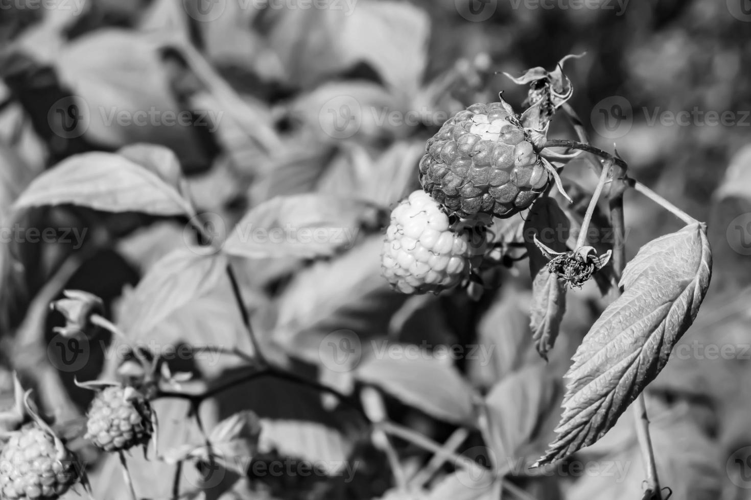 Photography on theme beautiful berry branch raspberry bush 13933009