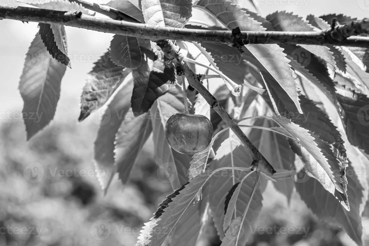 Photography on theme beautiful fruit branch cherry tree photo