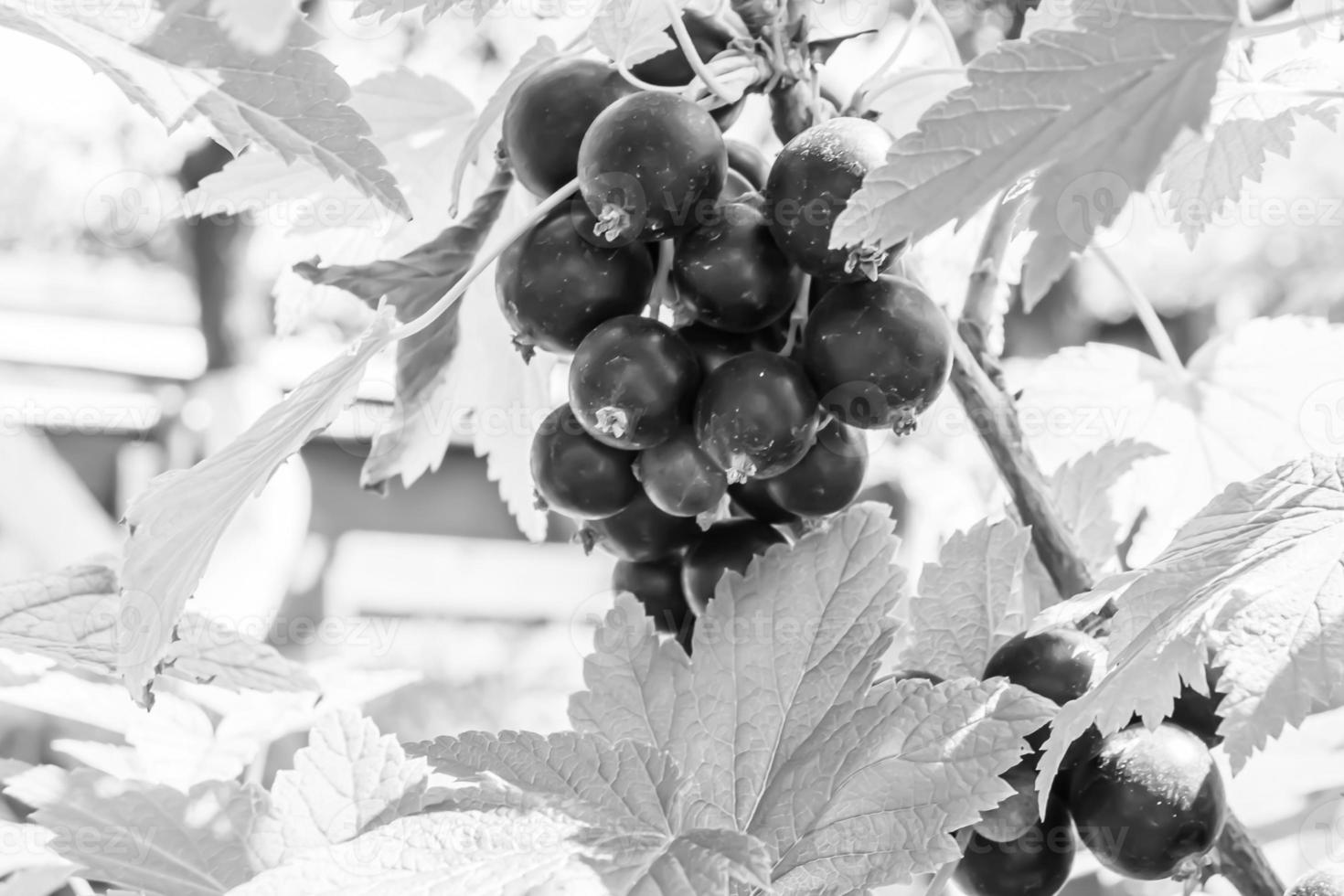 Beautiful berry branch black currant bush with natural leaves photo