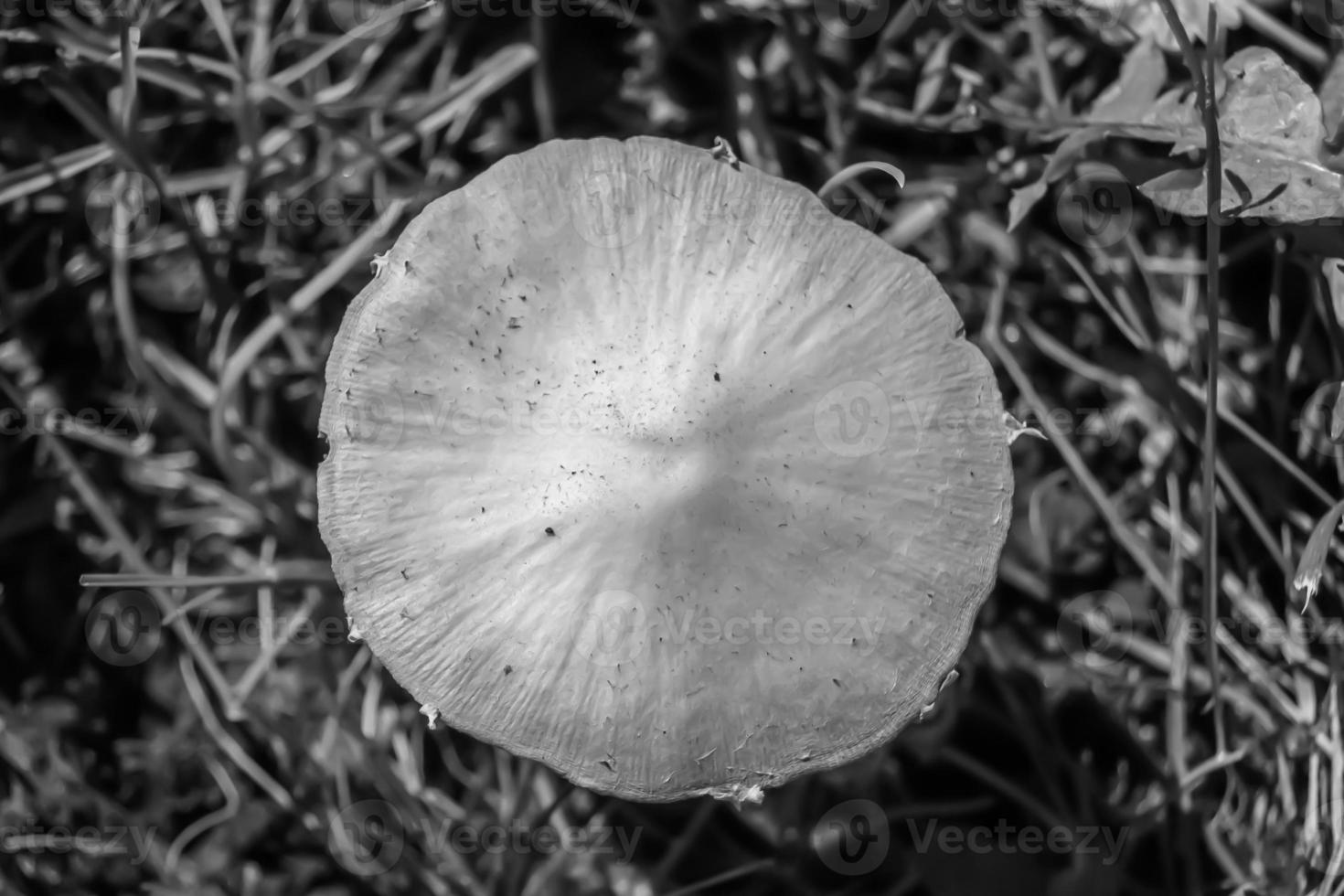 fotografía al tema gran hermoso hongo venenoso en el bosque foto