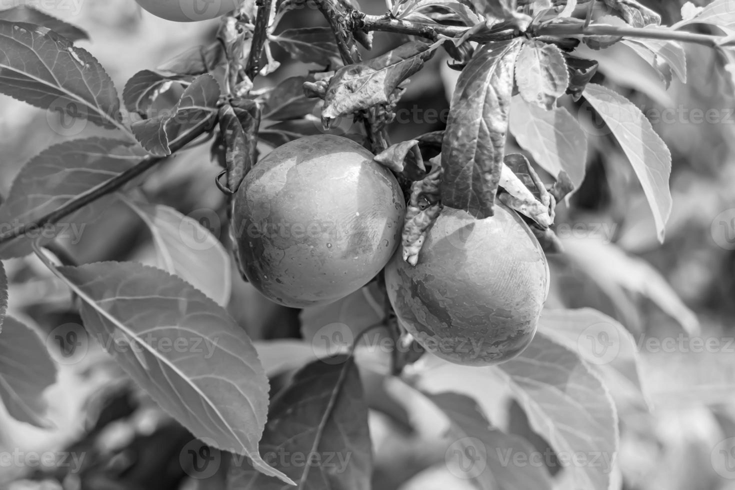 Photography on theme beautiful fruit branch plum tree photo