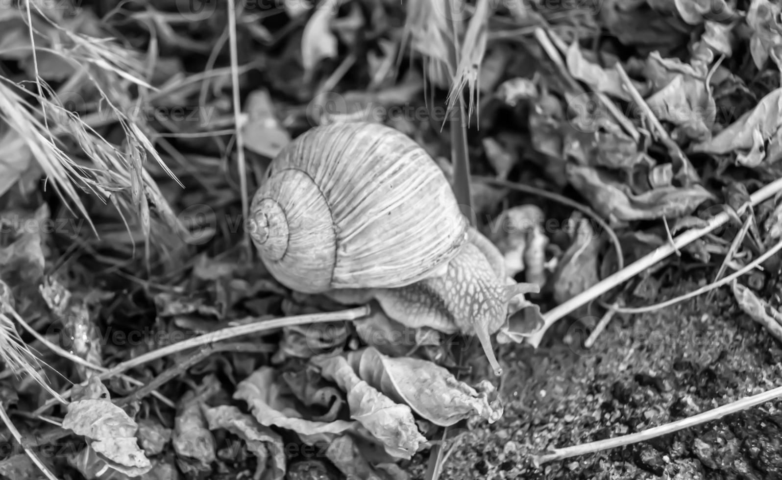 Big garden snail in shell crawling on wet road hurry home photo