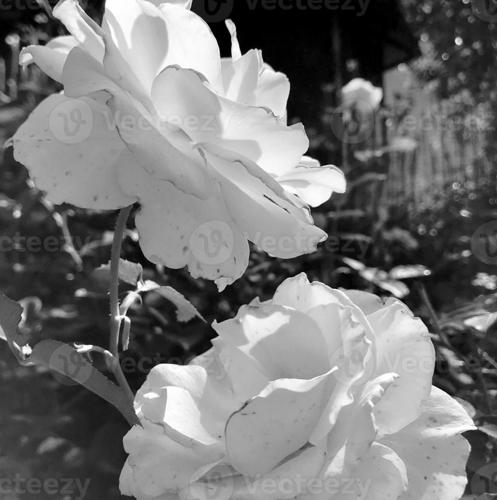 Bouquet wildflowers prickly rose blooming in garden photo