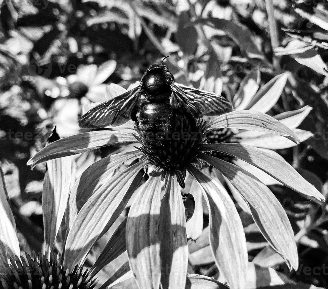Winged bee slowly flies to the plant, collect nectar for honey photo