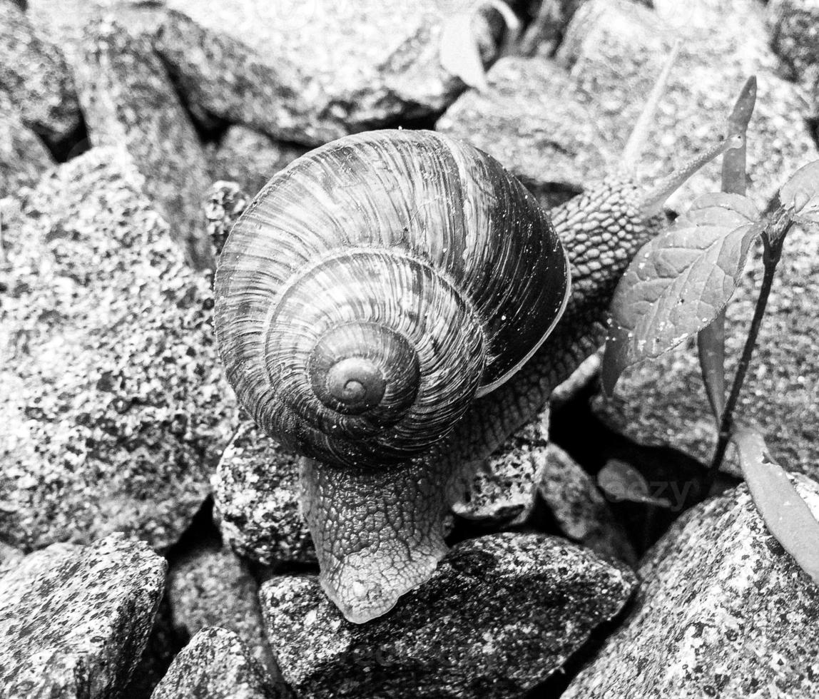 Big garden snail in shell crawling on wet road hurry home photo