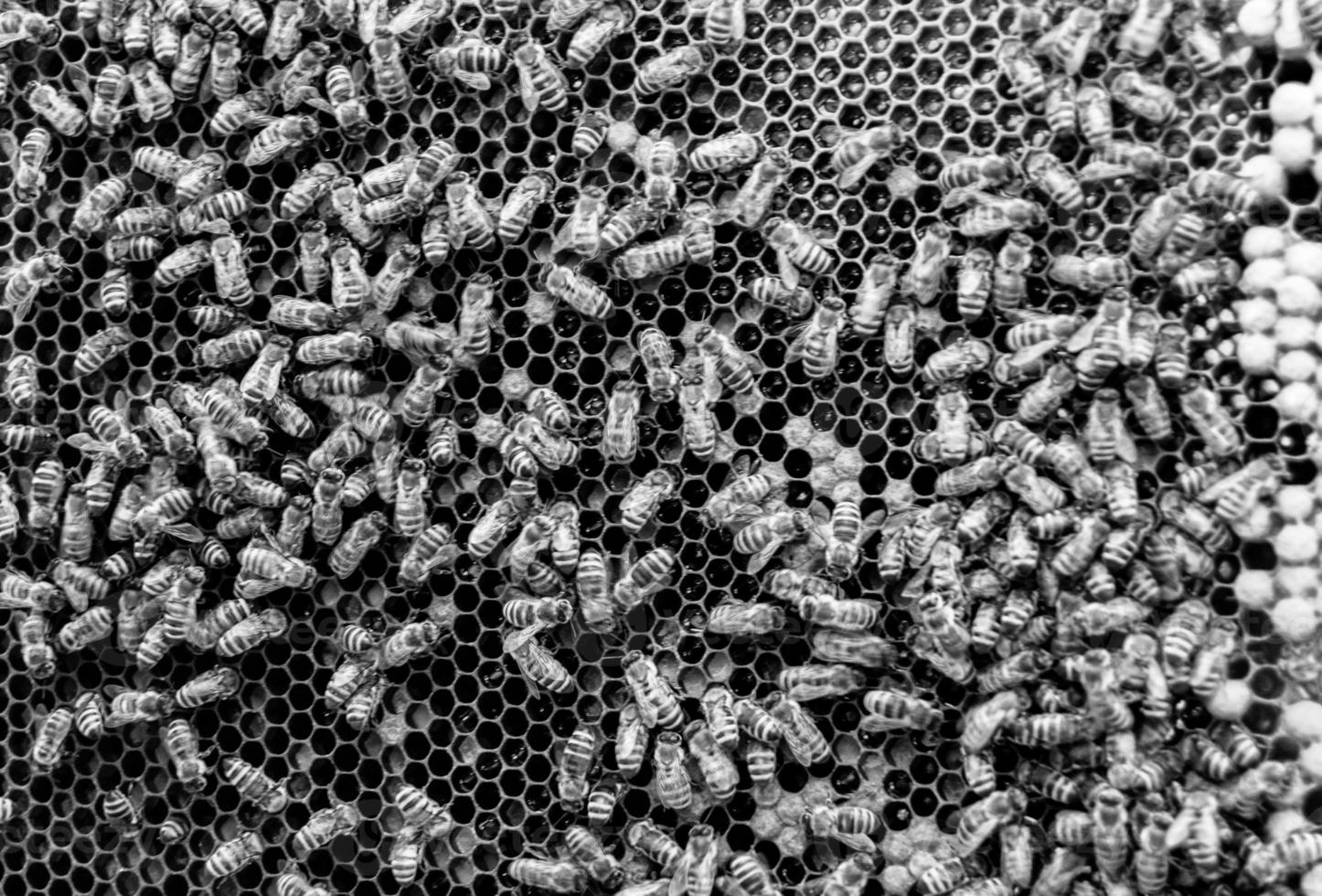 Honeycomb from bee hive filled with golden honey photo