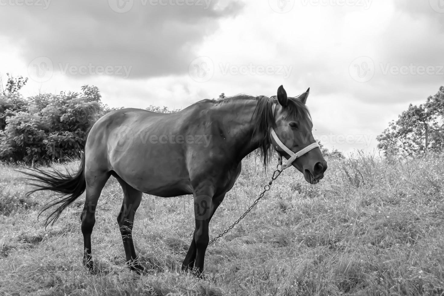 hermoso semental de caballo salvaje en el prado de flores de verano foto