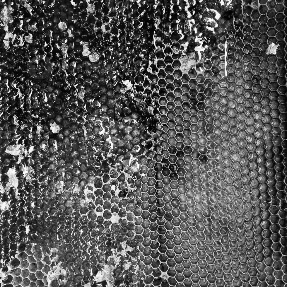 Drop of bee honey drip from hexagonal honeycombs photo