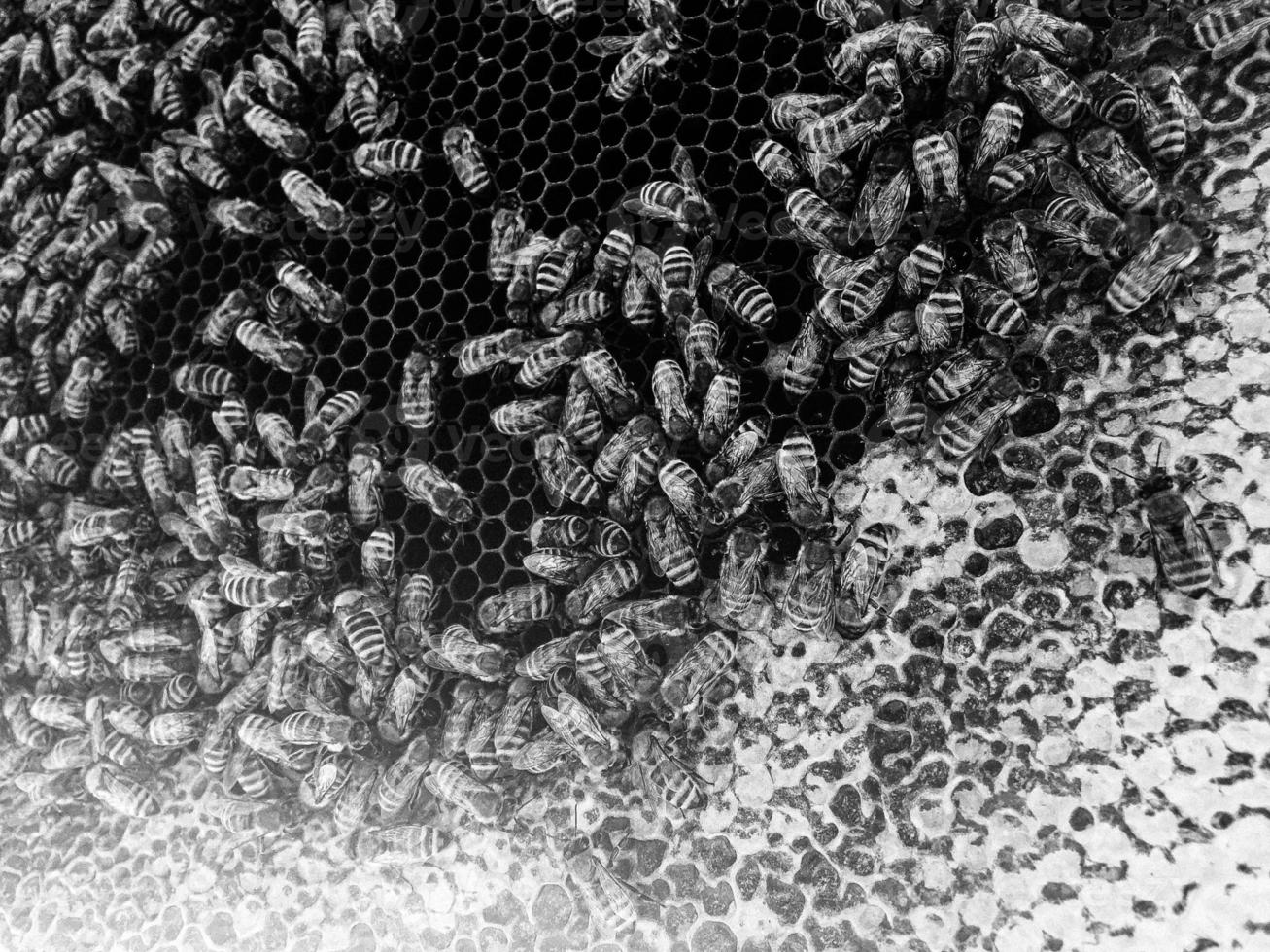 La estructura hexagonal abstracta es un panal de abejas de la colmena. foto