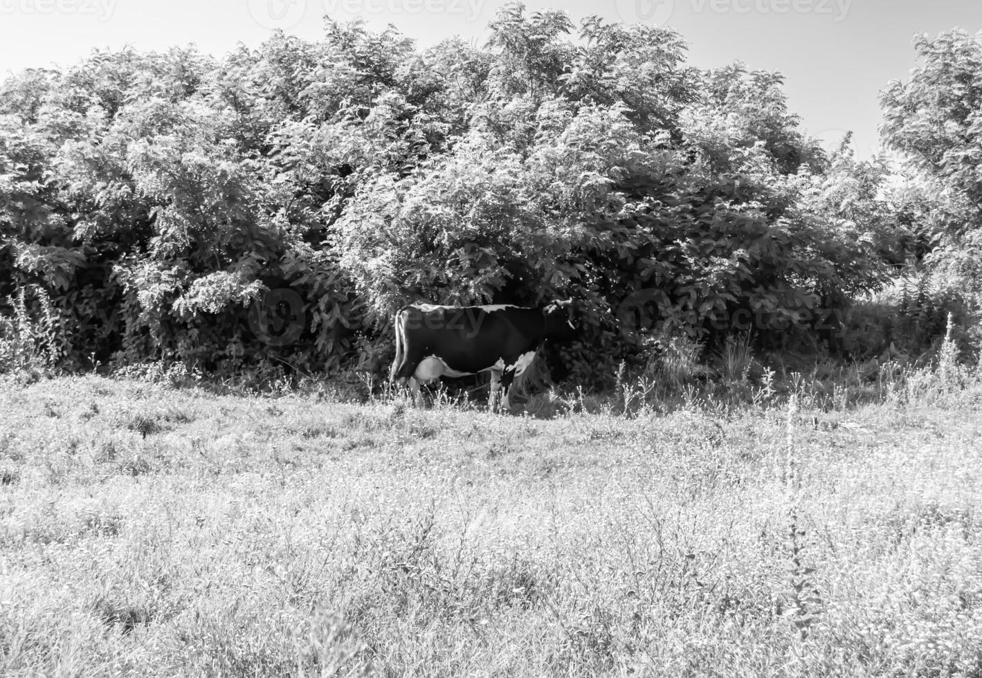 Photography on theme beautiful big milk cow photo