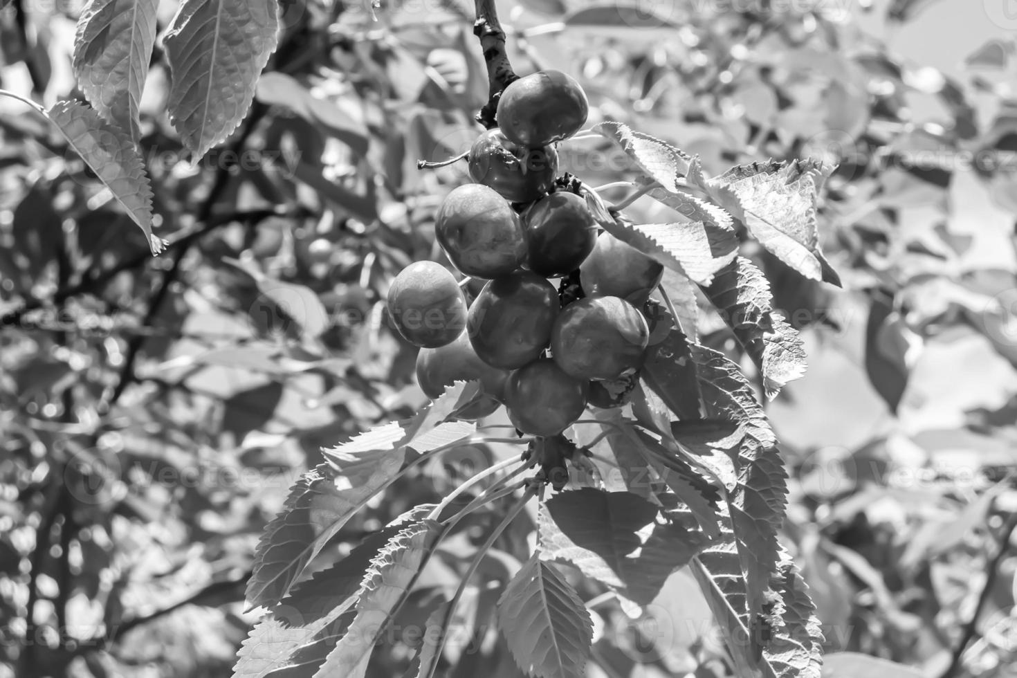 fotografía sobre el tema hermosa fruta rama cerezo foto