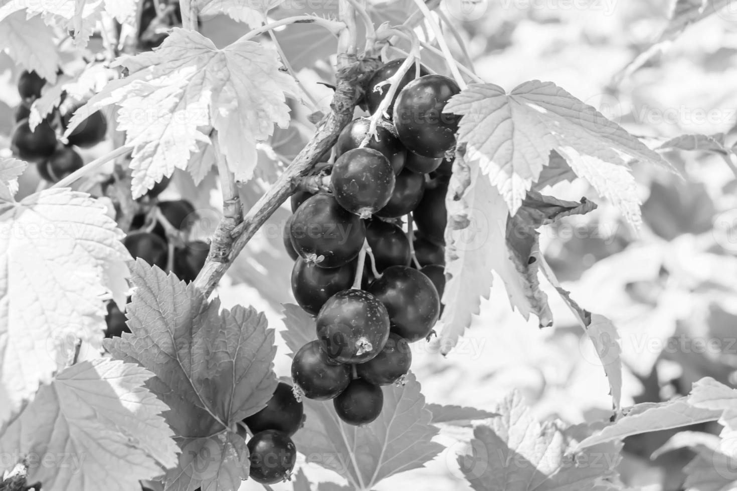 Beautiful berry branch black currant bush with natural leaves photo