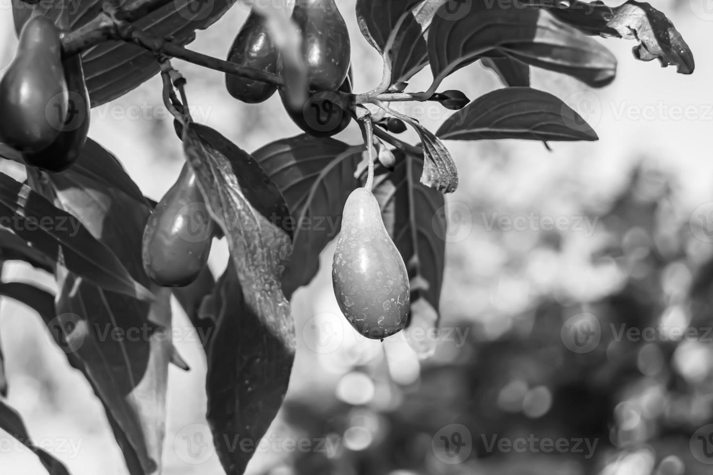 Photography to theme beautiful grow berry dogwood on background summer leaves photo