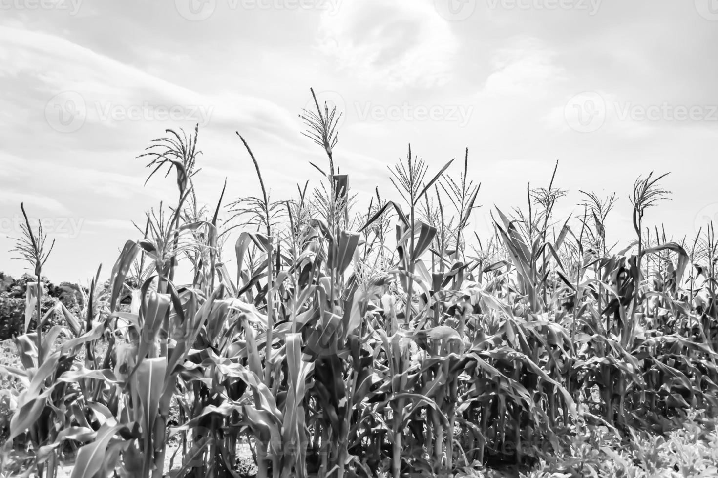 Photography to theme large beautiful harvest corn photo