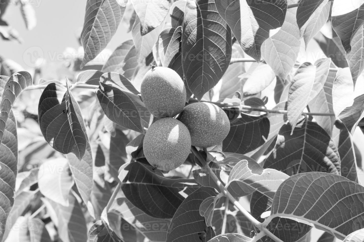 Photography on theme beautiful nut branch walnut tree photo